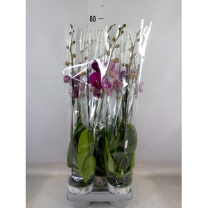 Phalaenopsis  'Ant Bloemfontein'