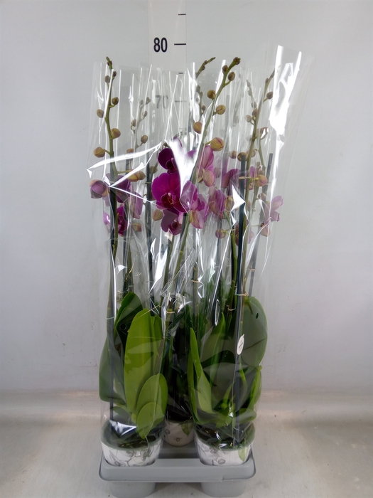 <h4>Phalaenopsis  'Ant Bloemfontein'</h4>