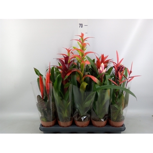 Bromelia   ...mix