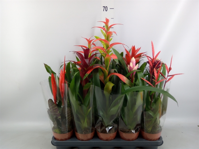 <h4>Bromelia   ...mix</h4>