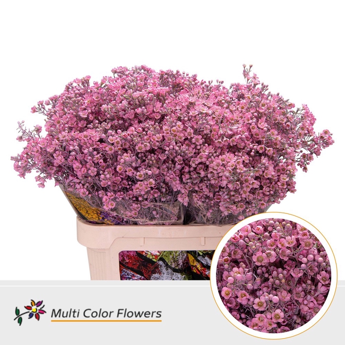 <h4>Wax Rose Nieuw</h4>