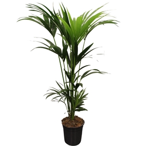 Howea forsteriana (Kentia) 5 pit 120-140cm