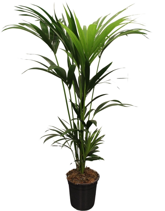 <h4>Howea forsteriana (Kentia) 5 pit 120-140cm</h4>
