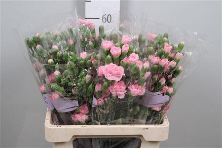 <h4>Di Tr Rosadita</h4>