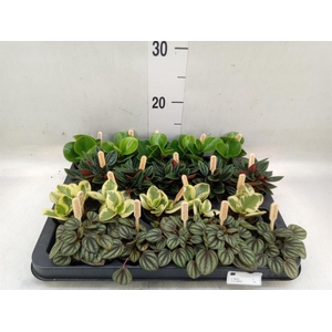 Peperomia   ...mix