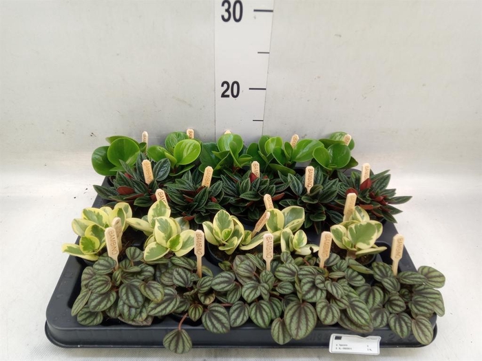 <h4>Peperomia   ...mix</h4>