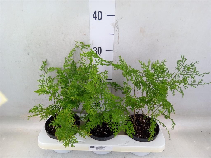 <h4>Planten   ... L%</h4>