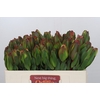 Leucadendron Laurel Yellow