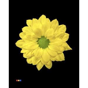 Chr S Bouncer Yellow