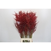 Bromelia Red Paloma