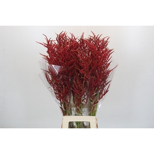 Bromelia Red Paloma