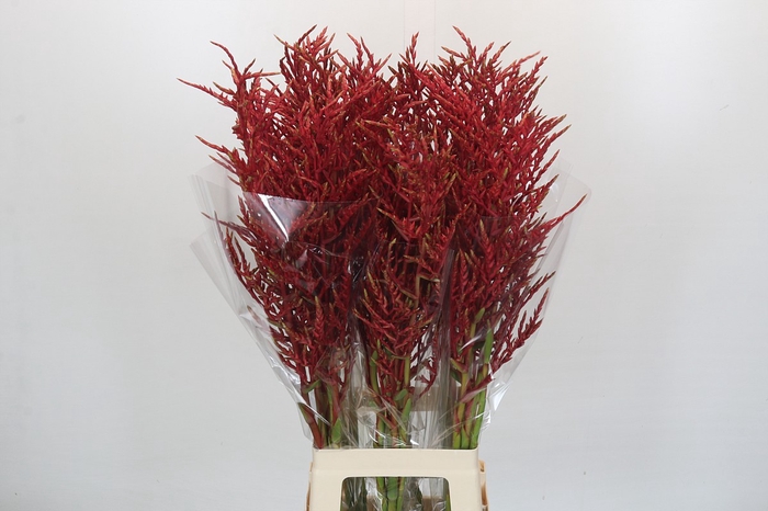 <h4>Bromelia Red Paloma</h4>