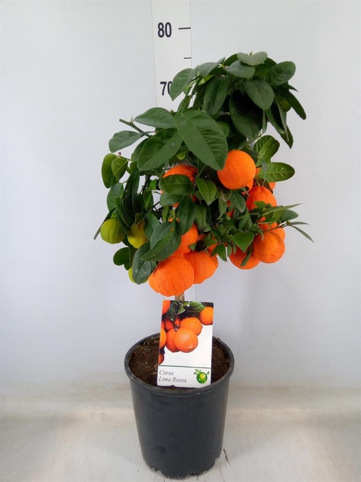 <h4>Citrus   ...</h4>