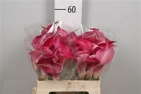 <h4>Zant Pink Jewel</h4>