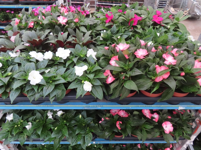 <h4>IMPAT NG MIXK 4 KL</h4>