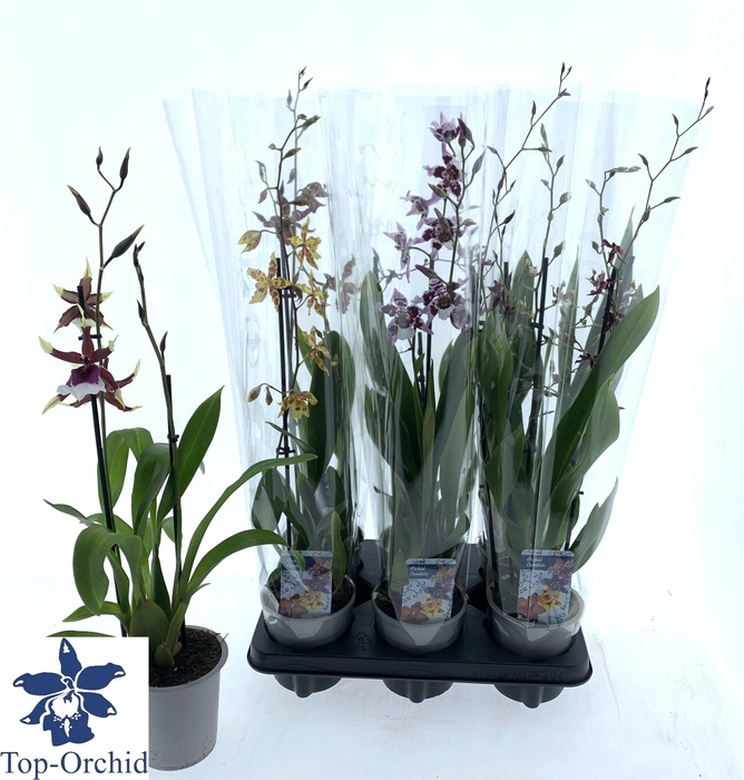 <h4>ORCHIDEEEN GEM</h4>