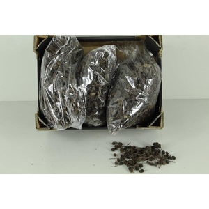 Alder Cone Natural (bag 0,7kg)