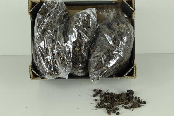 Alder Cone Natural (bag 0,7kg)