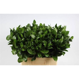 Ruscus Hypophyllum