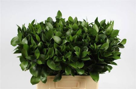 <h4>Ruscus Hypophyllum</h4>
