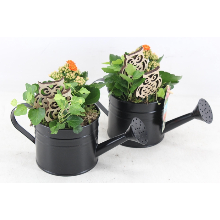 <h4>Arr2 Js - Zink Gieter Black Indoor X6</h4>