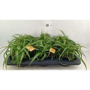 Chlorophytum com. 'Bonnie'