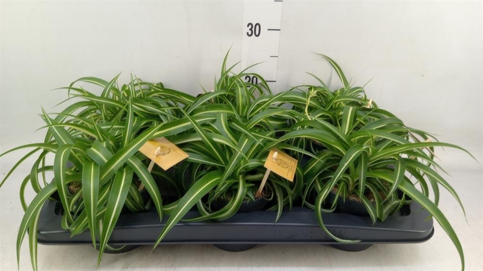 Chlorophytum com. 'Bonnie'