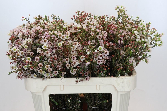 <h4>Chamelaucium Ella</h4>