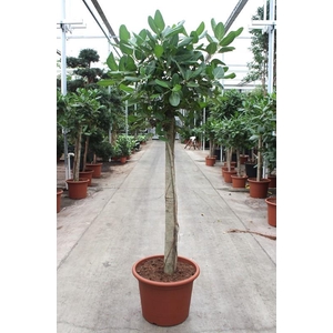 Ficus Benghalensis