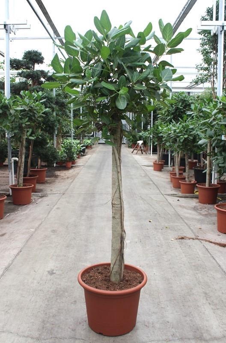 <h4>Ficus Benghalensis</h4>