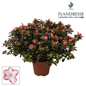 Azalea Flandresse® 'sachenstern' 37 - 40 cm