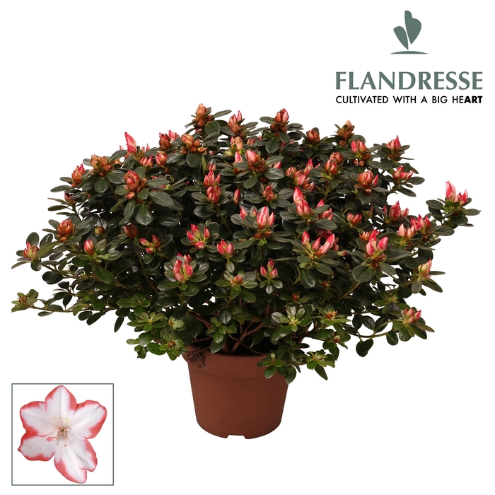 <h4>Azalea Flandresse® 'sachenstern' 37 - 40 cm</h4>
