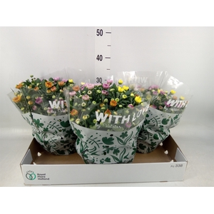 Chrysanthemum  'Elixer'