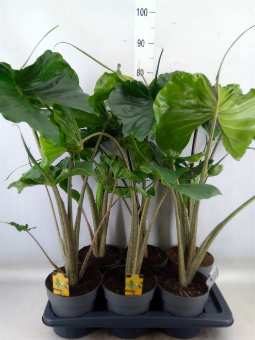 <h4>Alocasia macrorrhiza 'Stingray'</h4>
