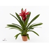 Guzmania Rouche in rode kunststof pot