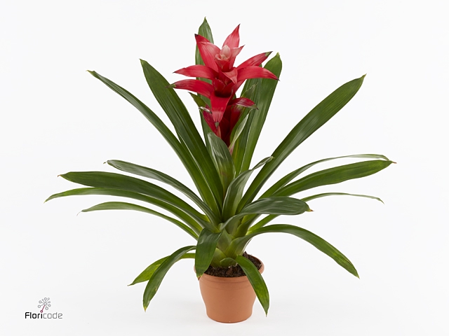 Guzmania Rouche in rode kunststof pot