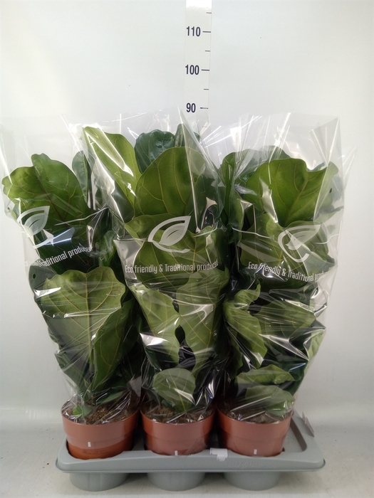 <h4>Ficus lyrata</h4>