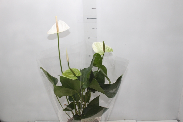 <h4>ANTHURIUM SUMI P17</h4>