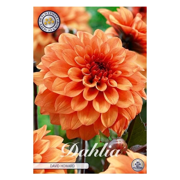 <h4>Dahlia David Howard x1 l</h4>