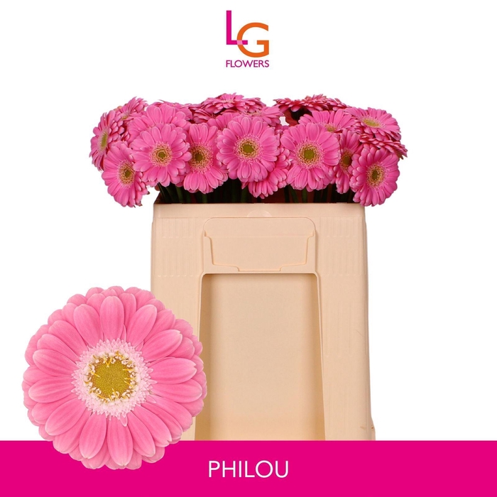 <h4>GERMINI PHILOU</h4>