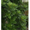 Arbutus unedo