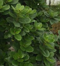 Arbutus unedo