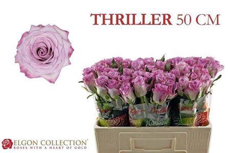 <h4>R Gr Thriller</h4>