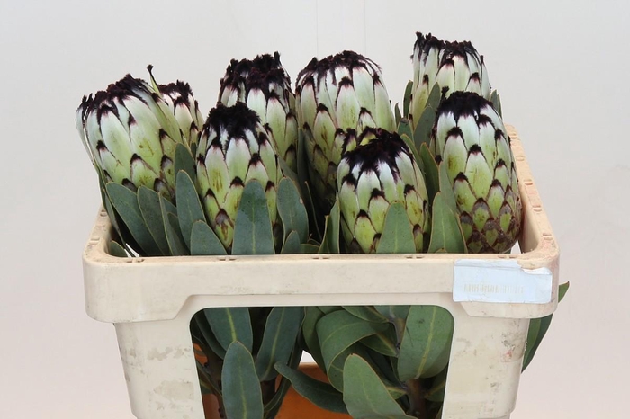 <h4>PROTEA MAG NIOBE</h4>