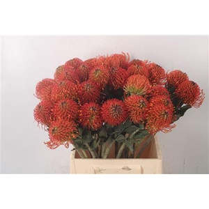 Leuco Co Sunrise Orange