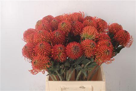 <h4>Leuco Co Sunrise Orange</h4>