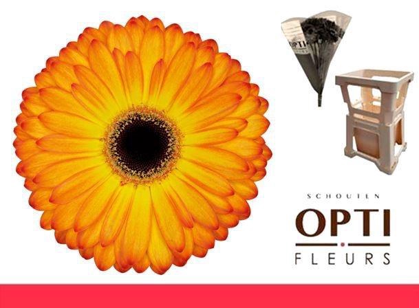 <h4>Gerbera Catwalk</h4>