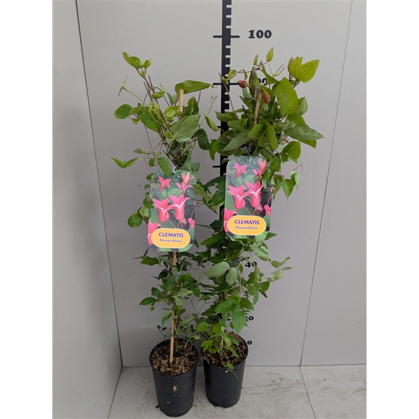 <h4>Clematis 'Princess Diana'</h4>