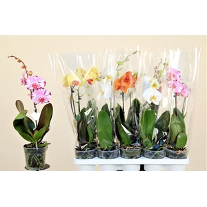 PHAL GEM 8 KL