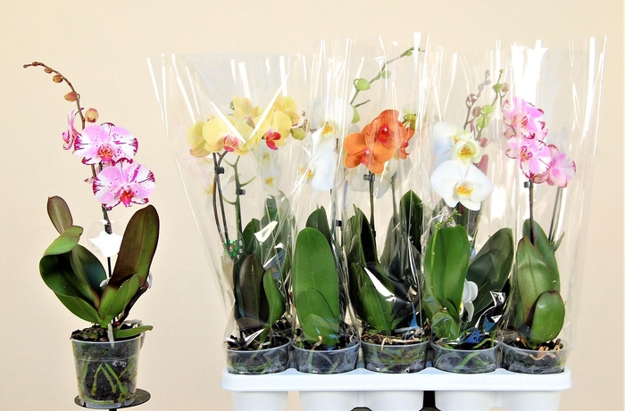 <h4>PHAL GEM 8 KL</h4>